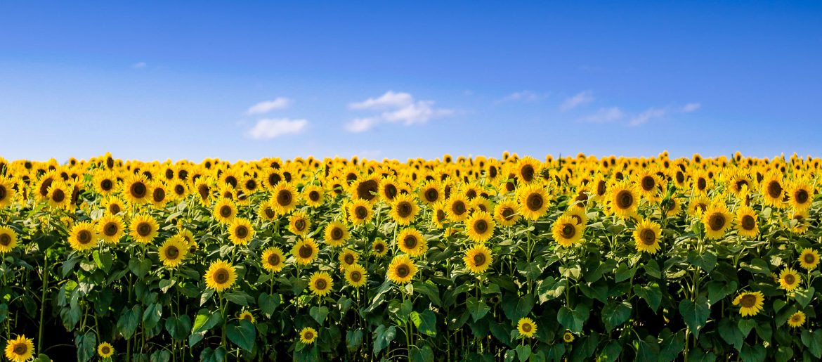 A view of a field of sunflowers